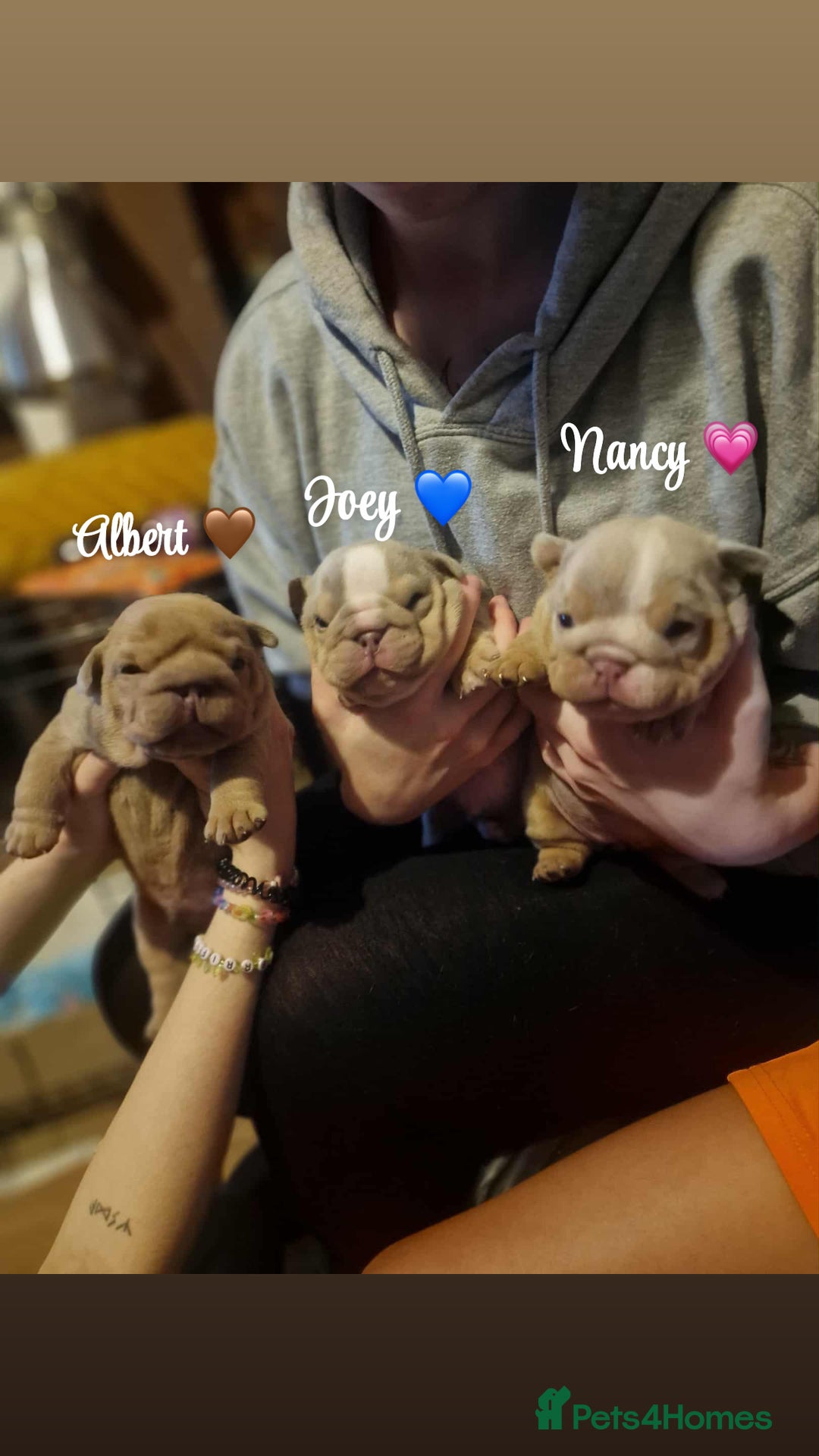 English Bulldog dogs for sale: English bulldog puppies  - Image 1