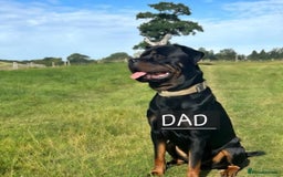 Rottweiler dogs for sale: 22 Week old female Rottweiler  - Advert 3