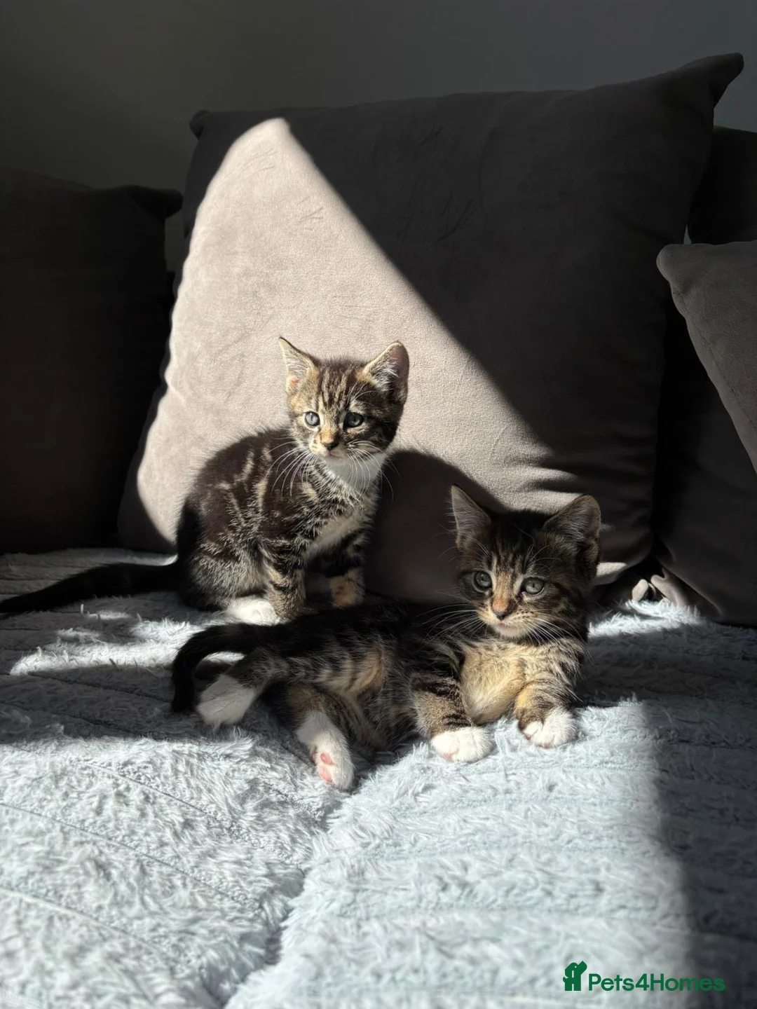 Mixed Breed cats for sale: Beautiful playful kittens ready for loving homes - Advert 2