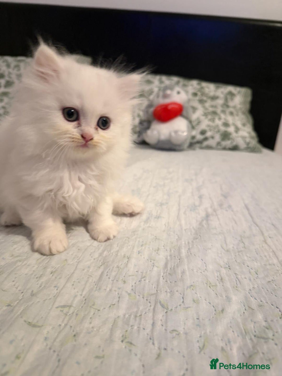 Persian cats for sale: Persian kittens, 3 boys and 1 girl - Advert 7