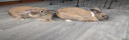 Mixed Breed rabbits for sale: Bonded pair  in Irvine - Advert 4