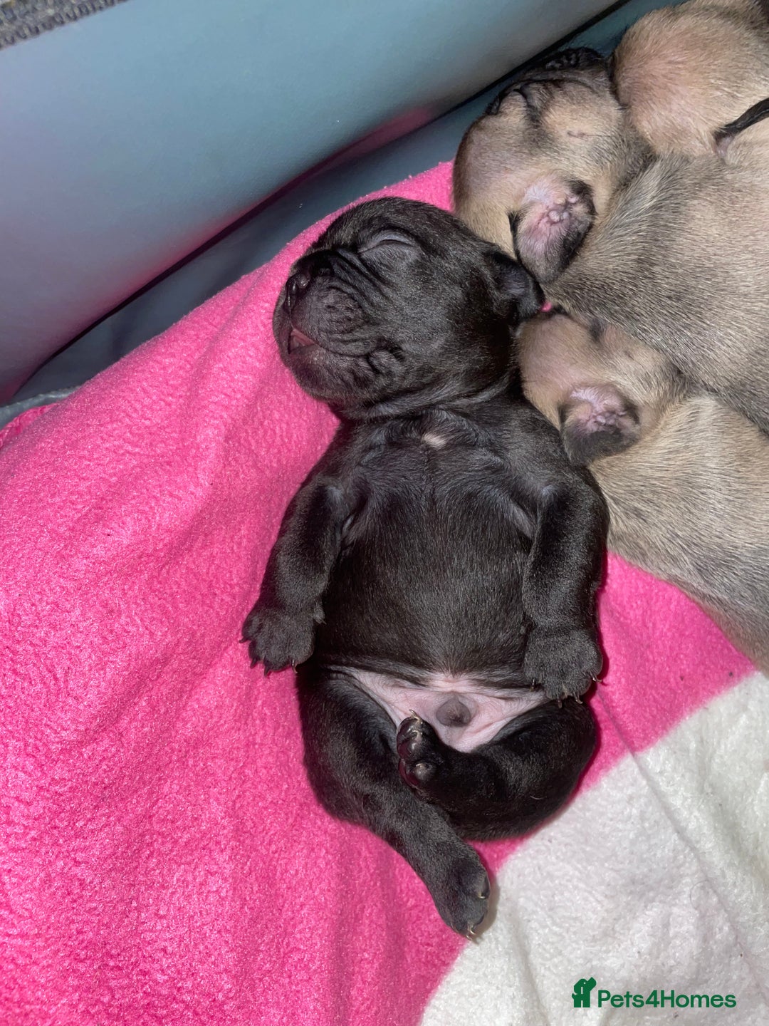 French Bulldog dogs for sale: French Bulldog Puppies - Advert 5