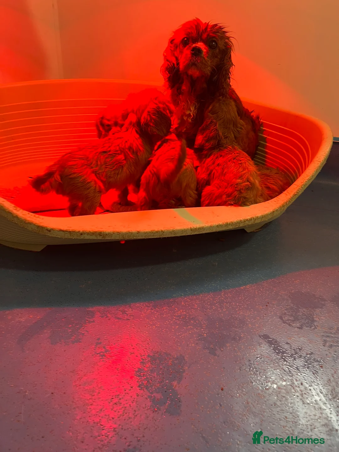 Cavalier King Charles Spaniel dogs for sale: King Charles spaniels kc registered  - Advert 1