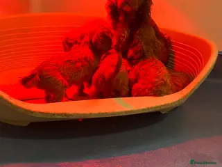 Cavalier King Charles Spaniel dogs King Charles spaniels kc registered - Advert 12