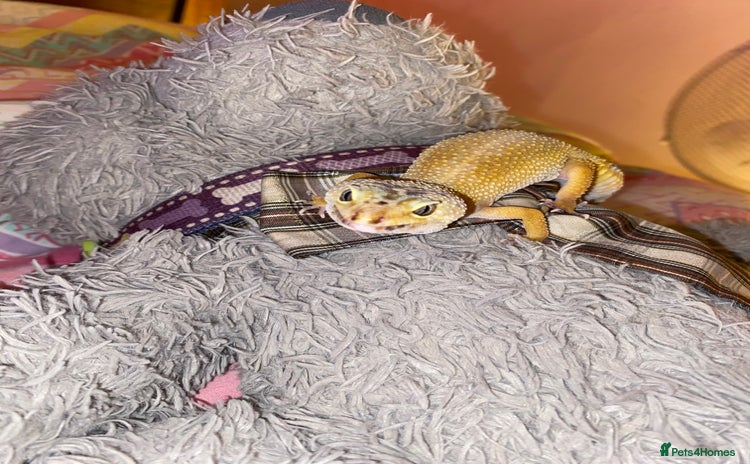 Leopard Gecko reptiles - Advert 1
