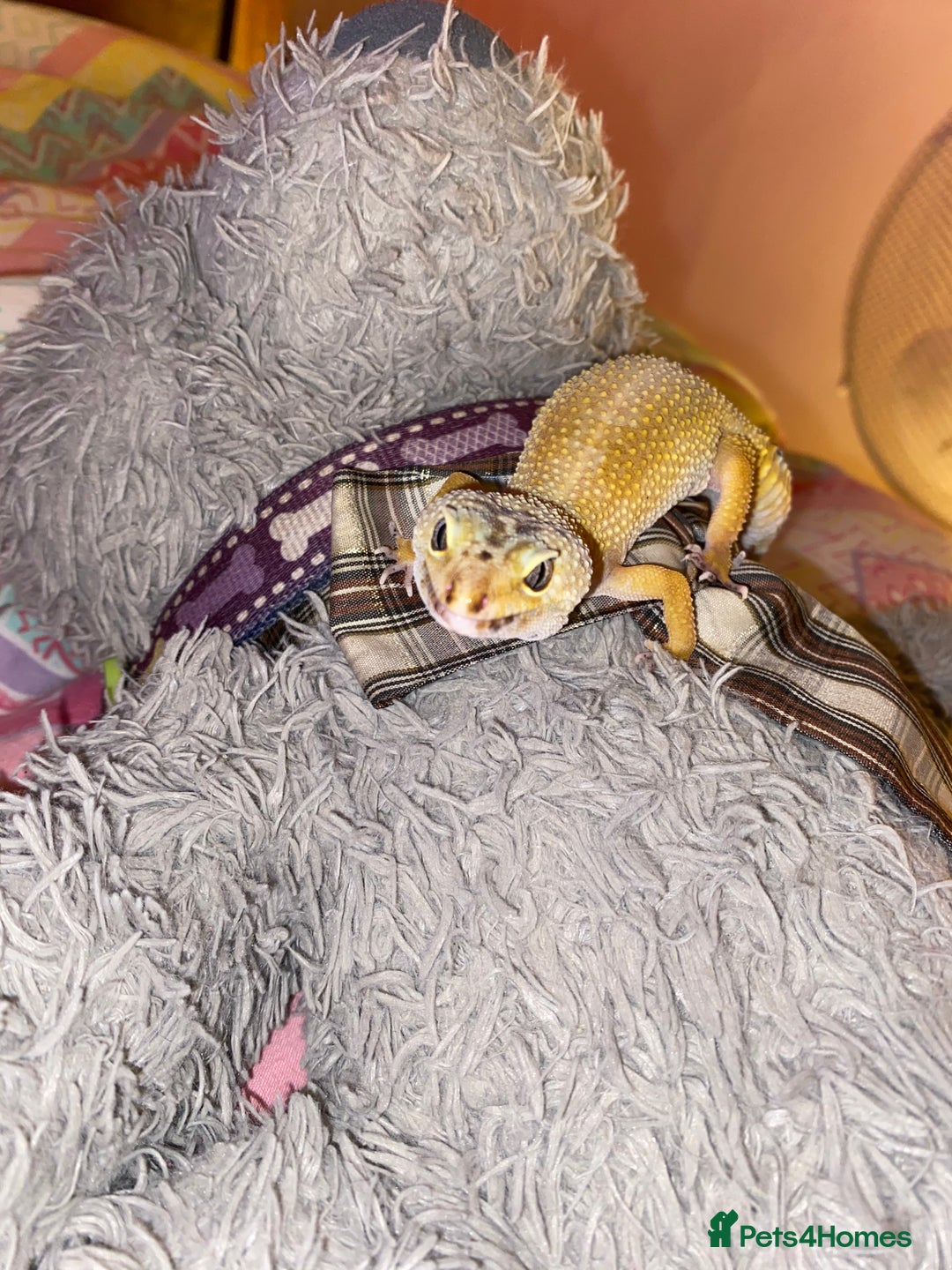 Leopard Gecko reptiles for sale: Pumpkin the leopard gecko - Image 1
