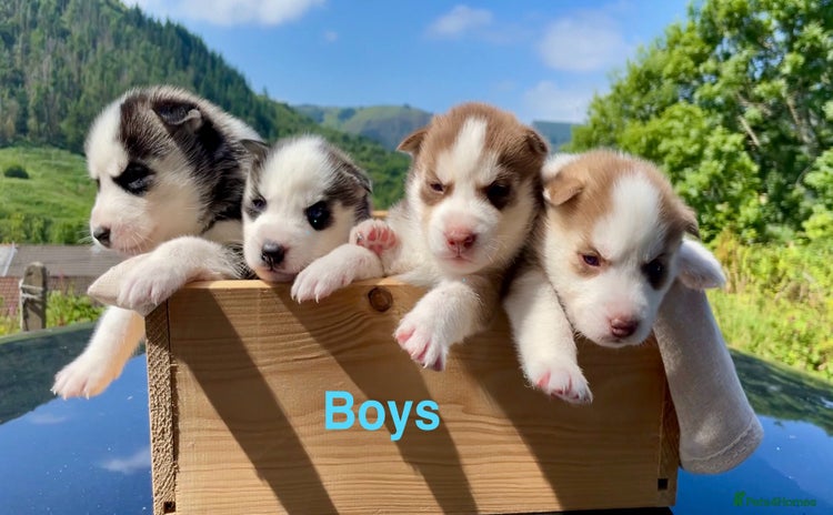Siberian Husky dogs - Advert 2