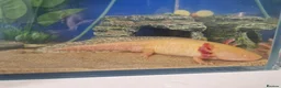 Axolotl reptiles for sale: 2x Axolotls and set up! - Advert 6
