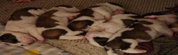 Saint Bernard dogs for sale: Exceptional St Bernard Puppies - Advert 11