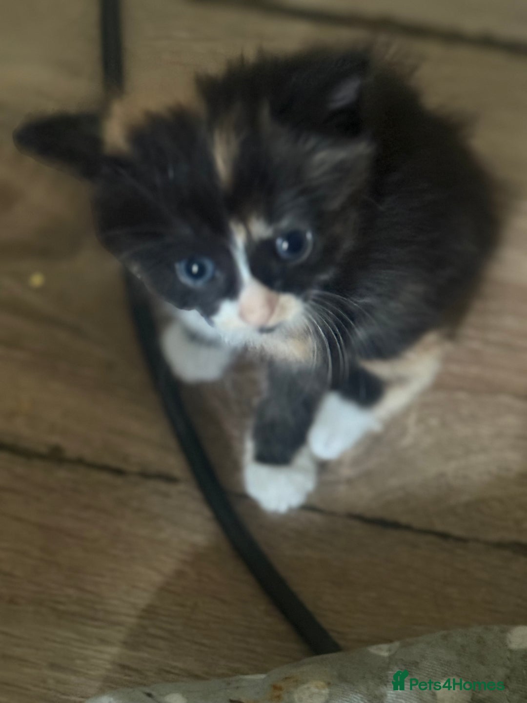 Mixed Breed cats for sale: 6 kittens all different colours  - Image 4