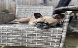 French Bulldog dogs for sale: French Fluffy Bulldogs 2 X Females  - Image 8