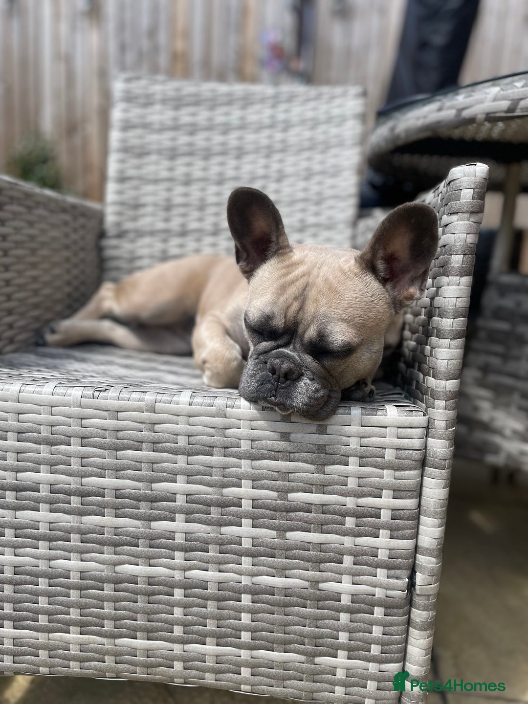 French Bulldog dogs for sale: French Fluffy Bulldogs 2 X Females  - Image 8