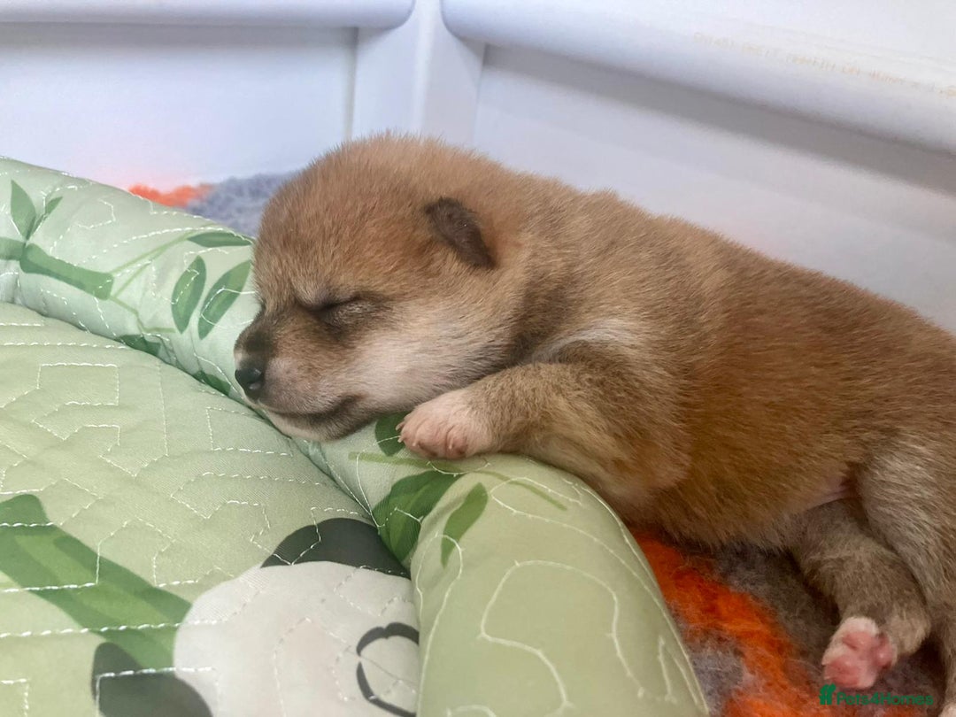 Japanese Shiba Inu dogs for sale: Outstanding Shiba Inu Puppies - Image 1