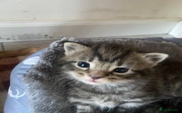 Bengal cats for sale: Bengal x Persian male kitten for sale! - Image 20