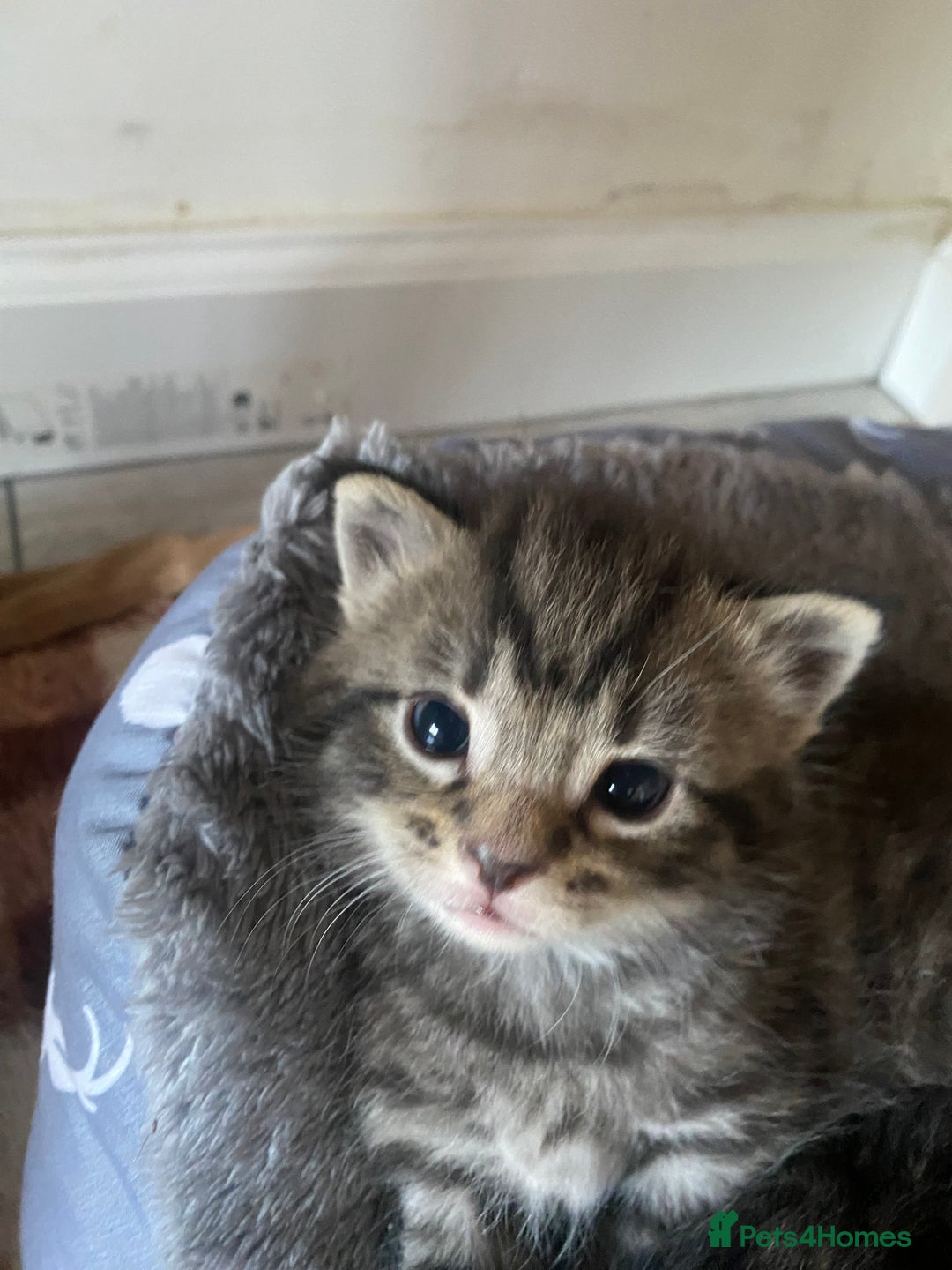Bengal cats for sale: Bengal x Persian male kitten for sale! - Image 20