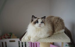 Ragdoll cats for sale: seal bicolor girl - Image 2