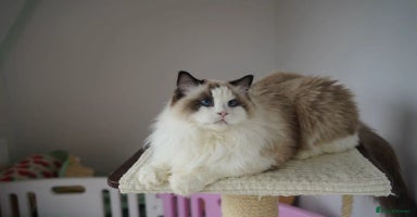 Ragdoll cats - Advert 15