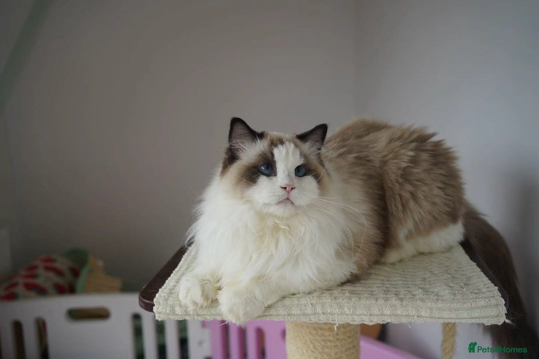 Ragdoll cats for sale: seal bicolor girl - Image 2
