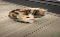 Persian cats for sale: Persian Kittens  - Image 25