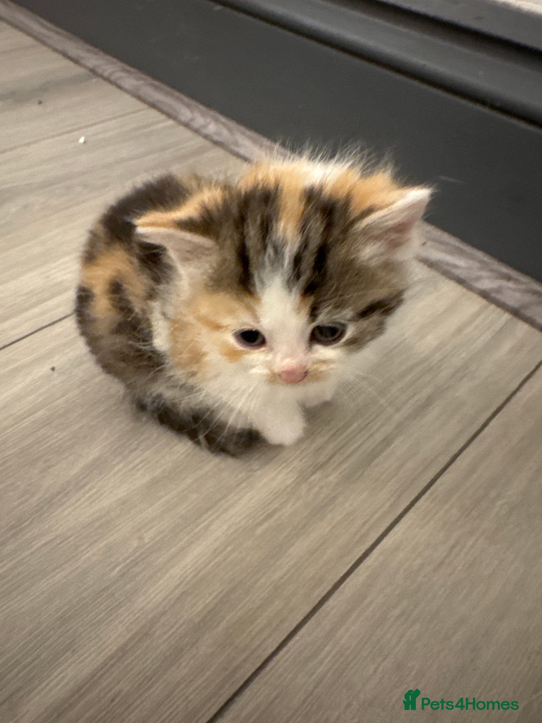 Persian cats for sale: Persian Kittens  - Image 25