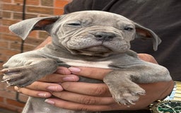 Mixed Breed dogs for sale: Old English cross, cane corsa  - Image 6