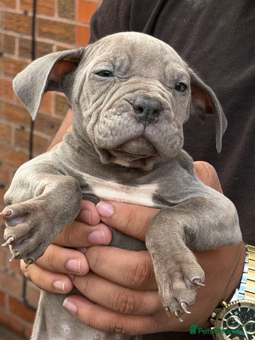 Mixed Breed dogs for sale: Old English cross, cane corsa  - Image 6