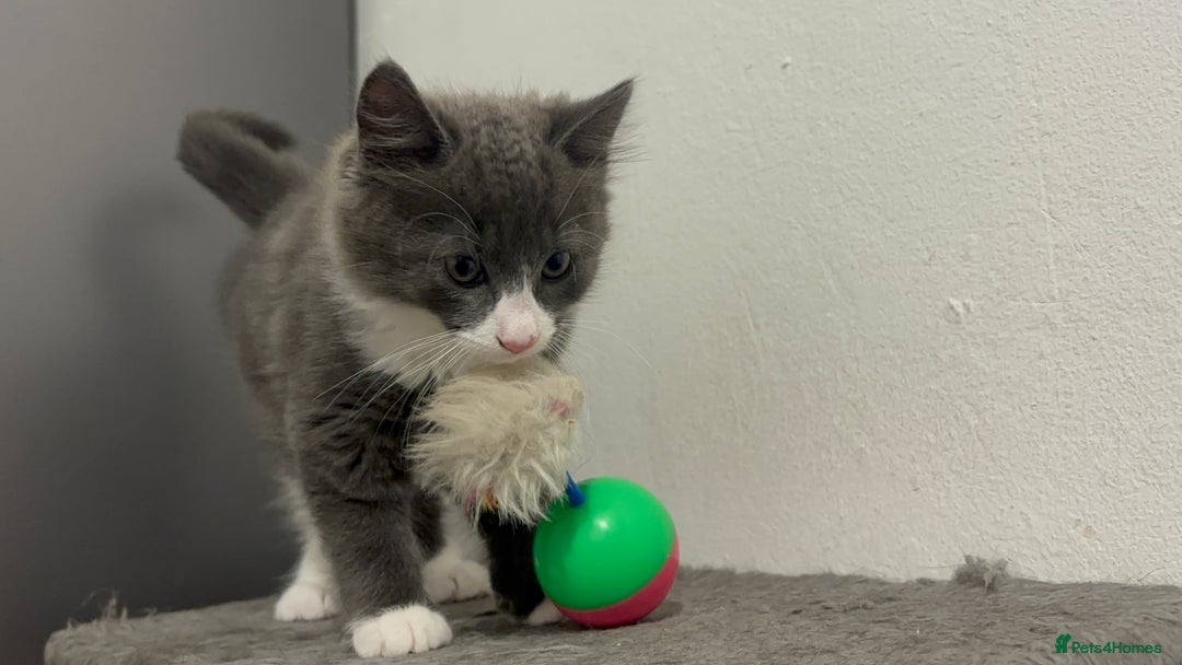 Mixed Breed cats for sale: 4 gorgeous kittens available now  - Image 10