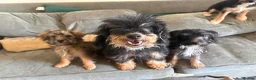 Jackapoo dogs for sale: Jackapoo puppies 🐶  - Advert 5