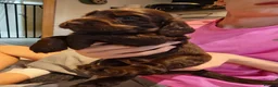 Cocker Spaniel dogs for sale: Chocolate Cocker spaniel pups in Castleford - Advert 14