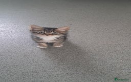 British Shorthair cats for sale: Gorgeous kittens ready now - Image 2