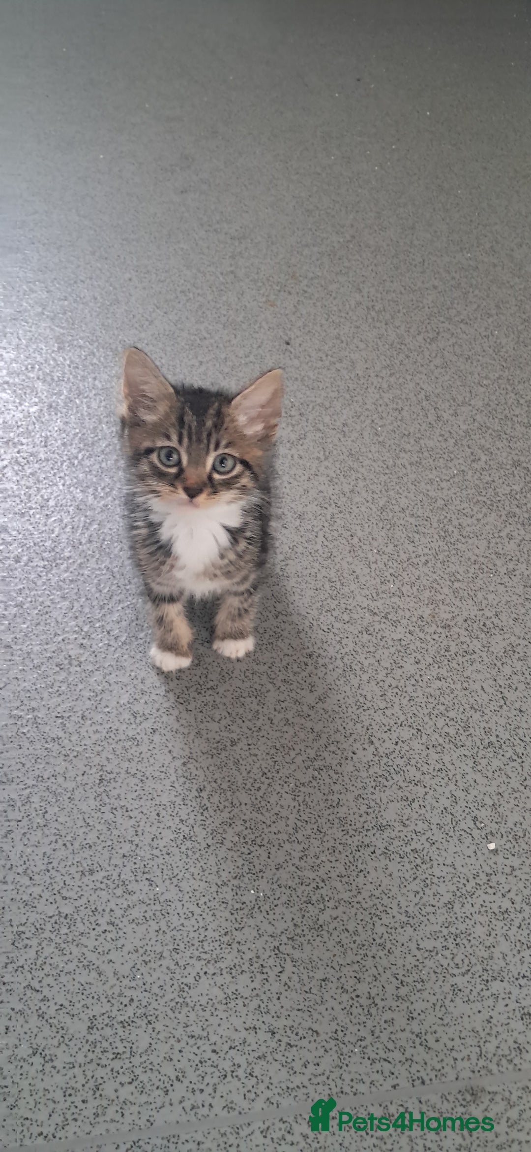 British Shorthair cats for sale: Gorgeous kittens ready now - Image 2