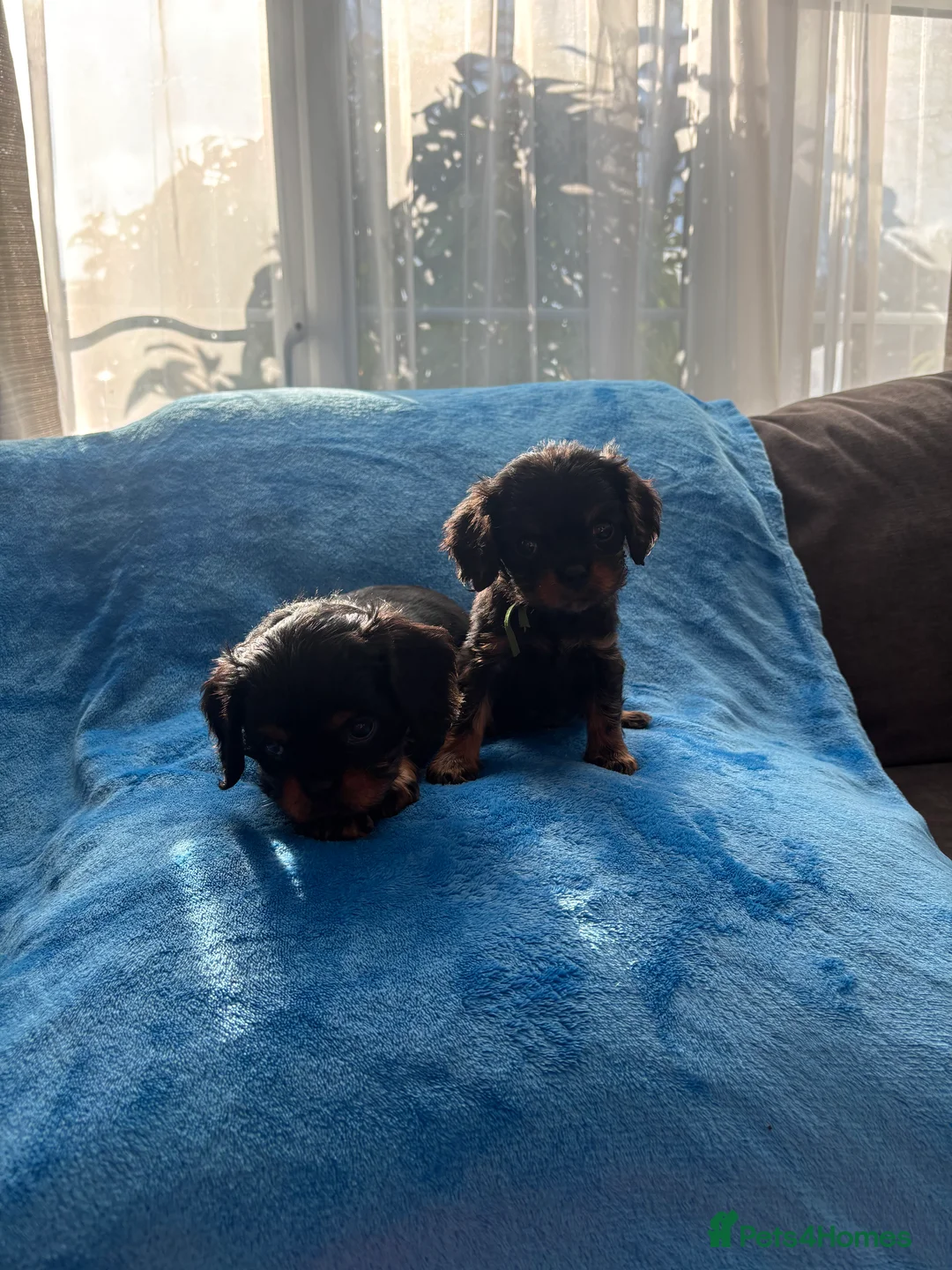 Cavalier King Charles Spaniel dogs for sale: Gorgeous KC Puppies Available  - Advert 12