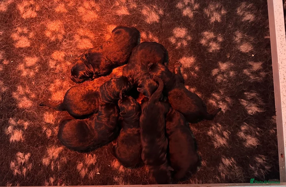 German Shepherd dogs for sale: Quality Litter GSD Puppy’s @icepack - Advert 1