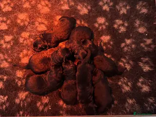 German Shepherd dogs for sale: Quality Litter GSD Puppy’s @icepack - Advert 1