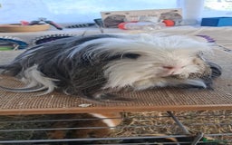 Guinea Pig rodents for sale: Various guineas for sale, see description  - Image 3