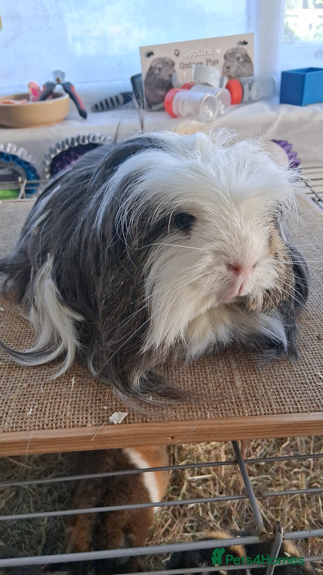 Guinea Pig rodents for sale: Various guineas for sale, see description  - Image 3