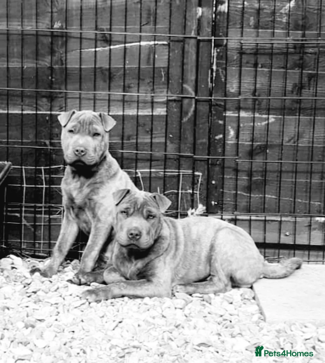 Staffordshire Bull Terrier dogs for sale: Blue staffy x sharpei  - Advert 12