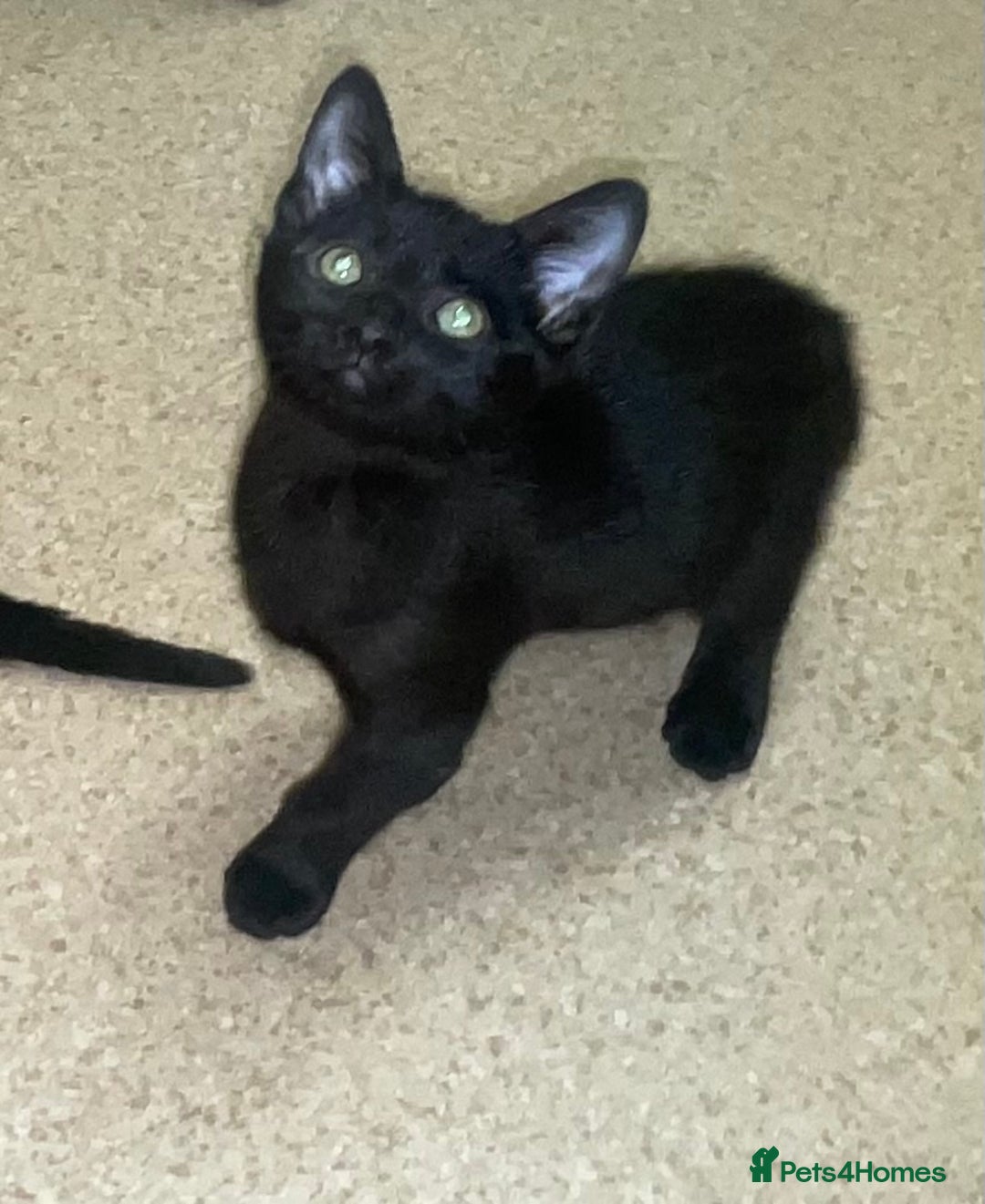 Mixed Breed cats for sale: Kittens for sale - Advert 6