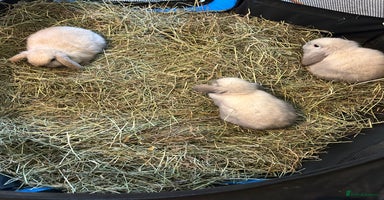 Mini Lop rabbits 3 pure mini lops  - Advert 8