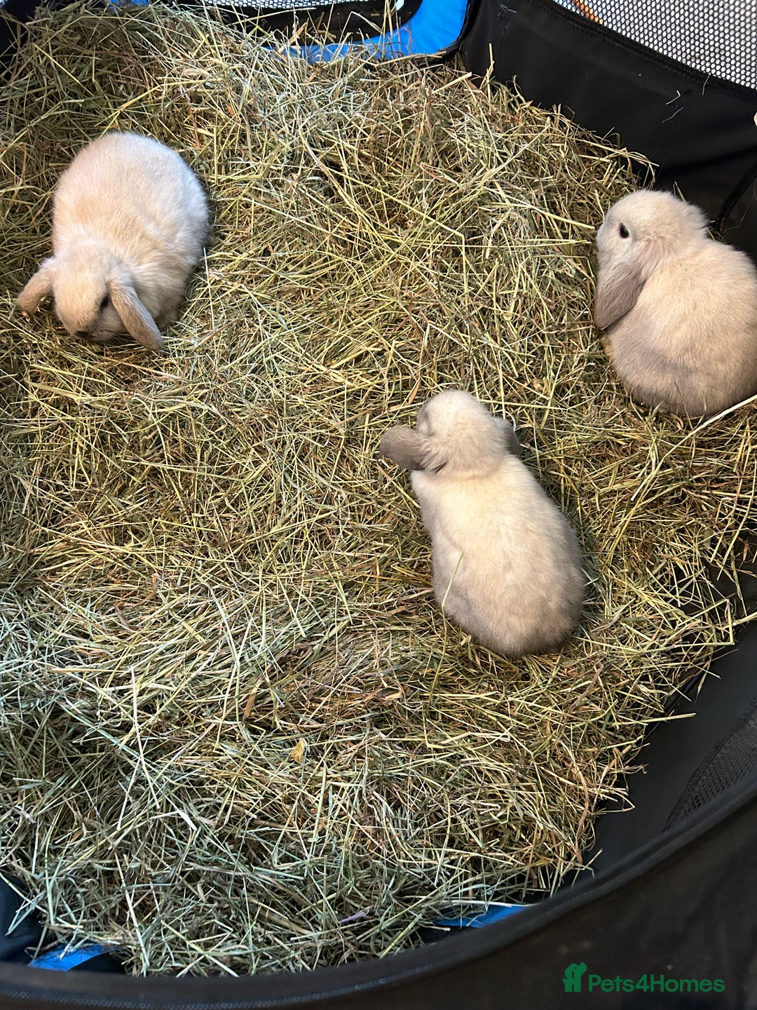 Mini Lop rabbits for sale: 3 pure mini lops  - Image 4