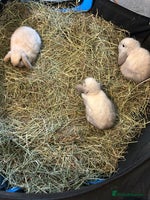 Mini Lop rabbits 3 pure mini lops - Advert 4