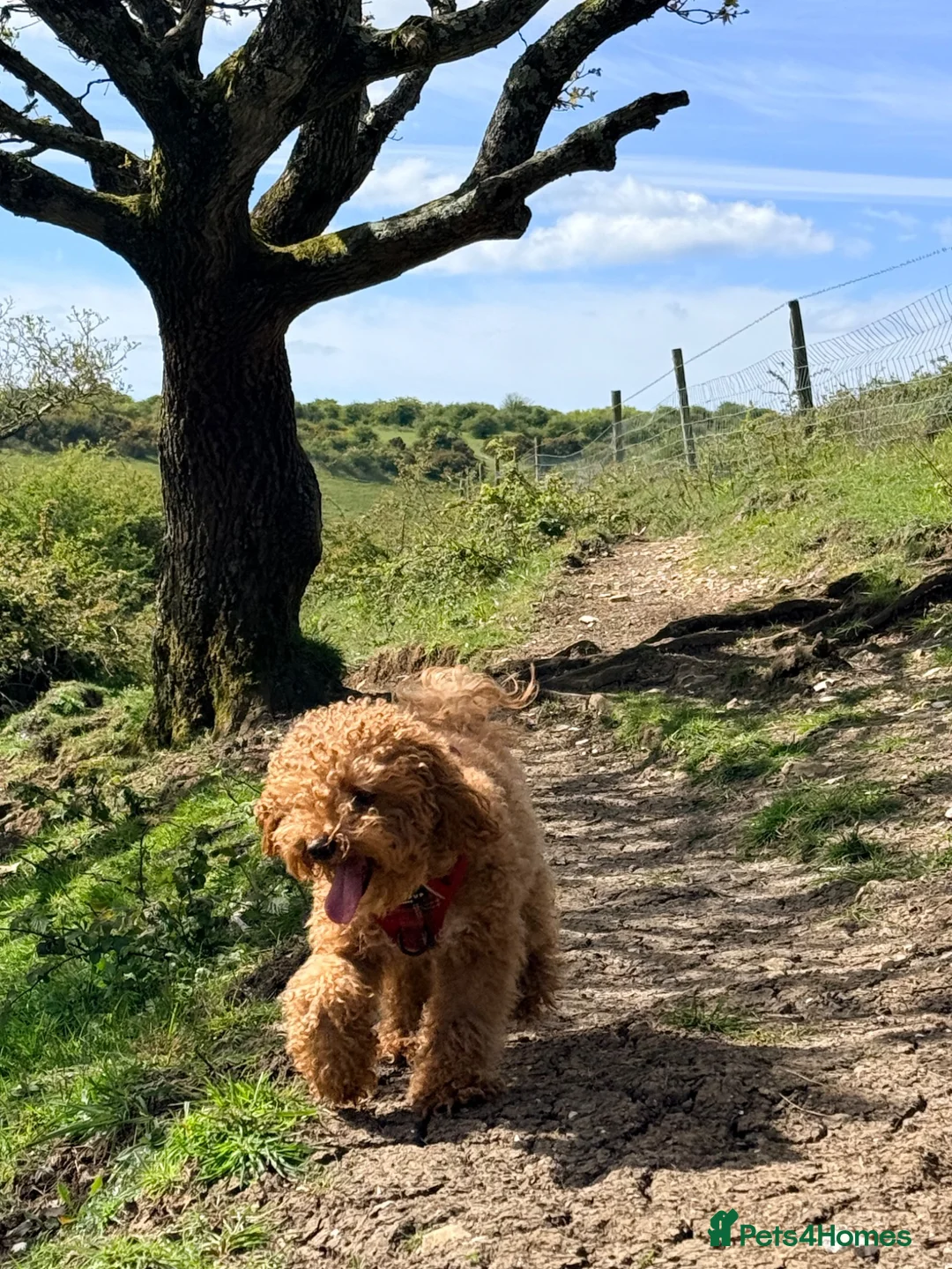 Maltipoo dogs for stud: Stunning Proven F1 Maltipoo for Stud  - Advert 2
