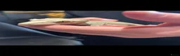 Gecko reptiles for sale: Crested Gecko pair with bio vivarium  - Advert 5