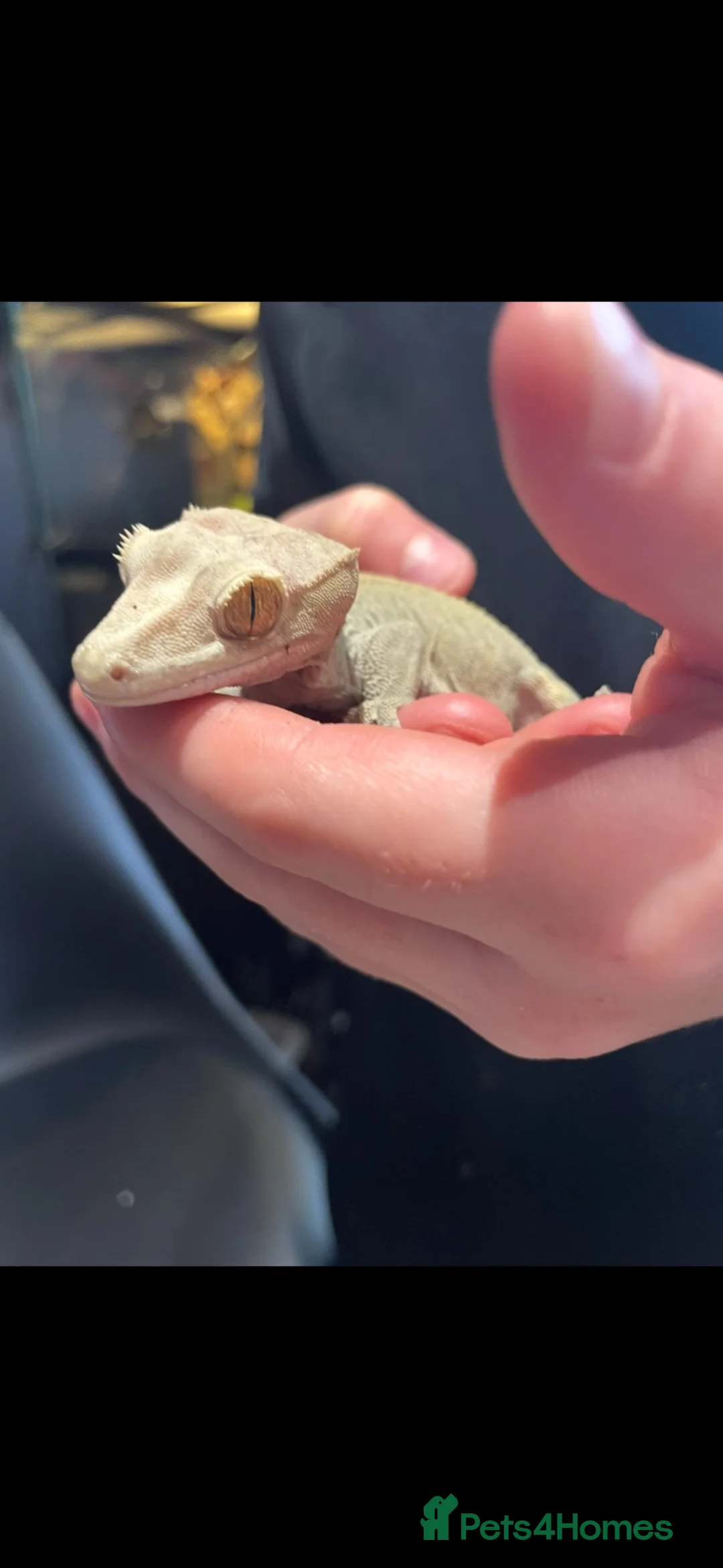 Gecko reptiles for sale: Crested Gecko pair with bio vivarium  - Advert 5