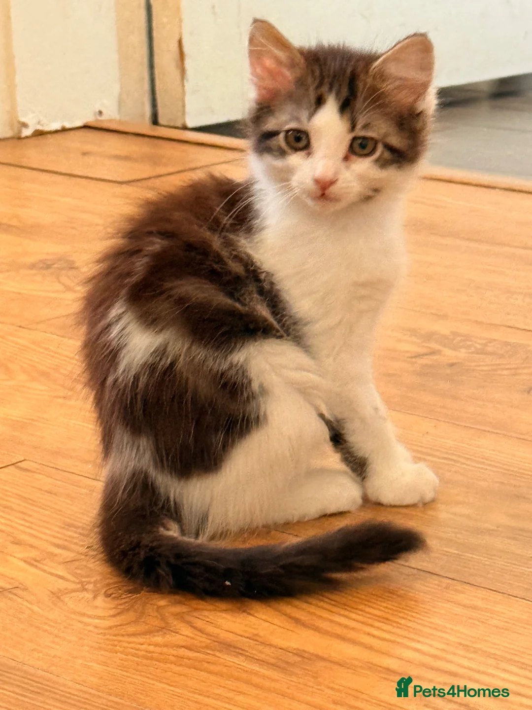 British Longhair cats for sale: 2 adorable mix coloured fluffy kittens  - Advert 2