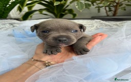 Staffordshire Bull Terrier dogs for sale: 🔷 Pharaon Champion Line Pups 🔷 in Wolverhampton - Image 34