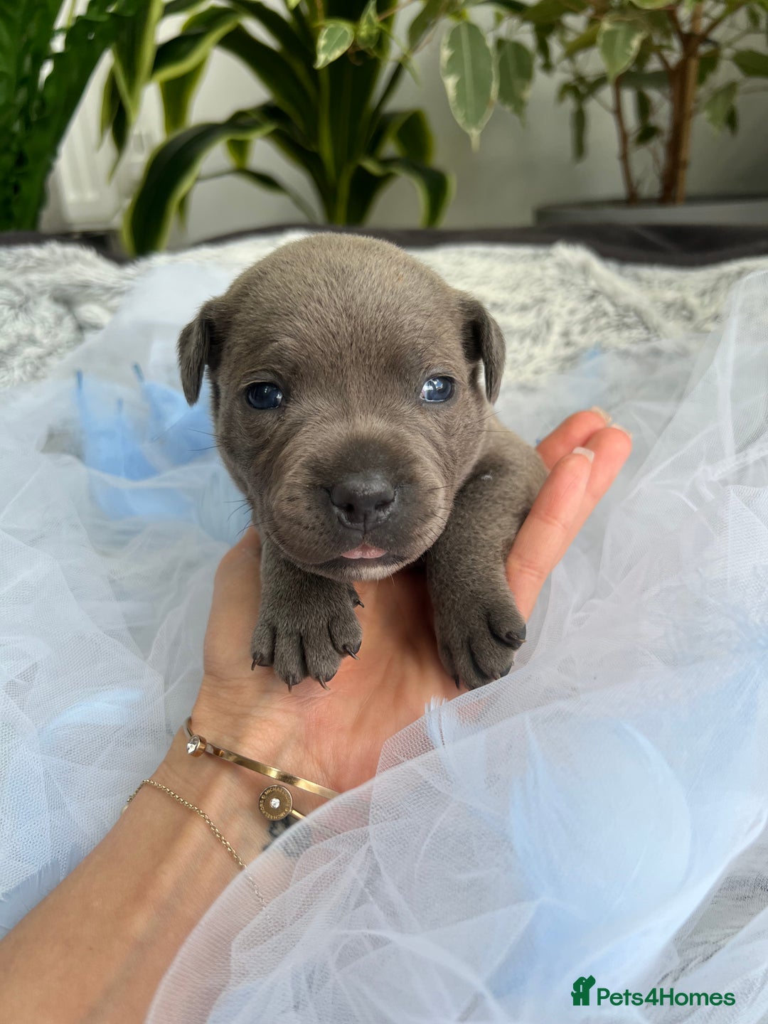 Staffordshire Bull Terrier dogs for sale: 🔷 Pharaon Champion Line Pups 🔷 in Wolverhampton - Image 34