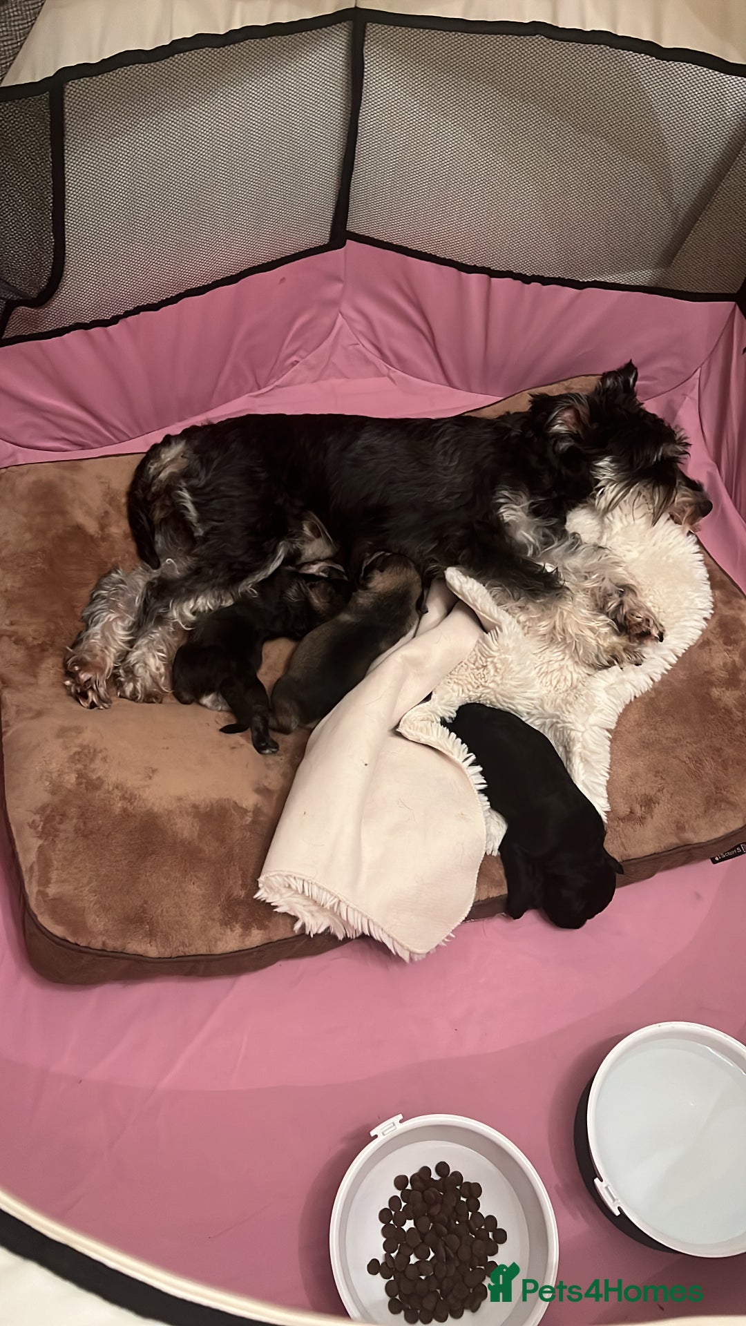 Miniature Schnauzer dogs for sale: Two Gorgeous boys  - Image 4