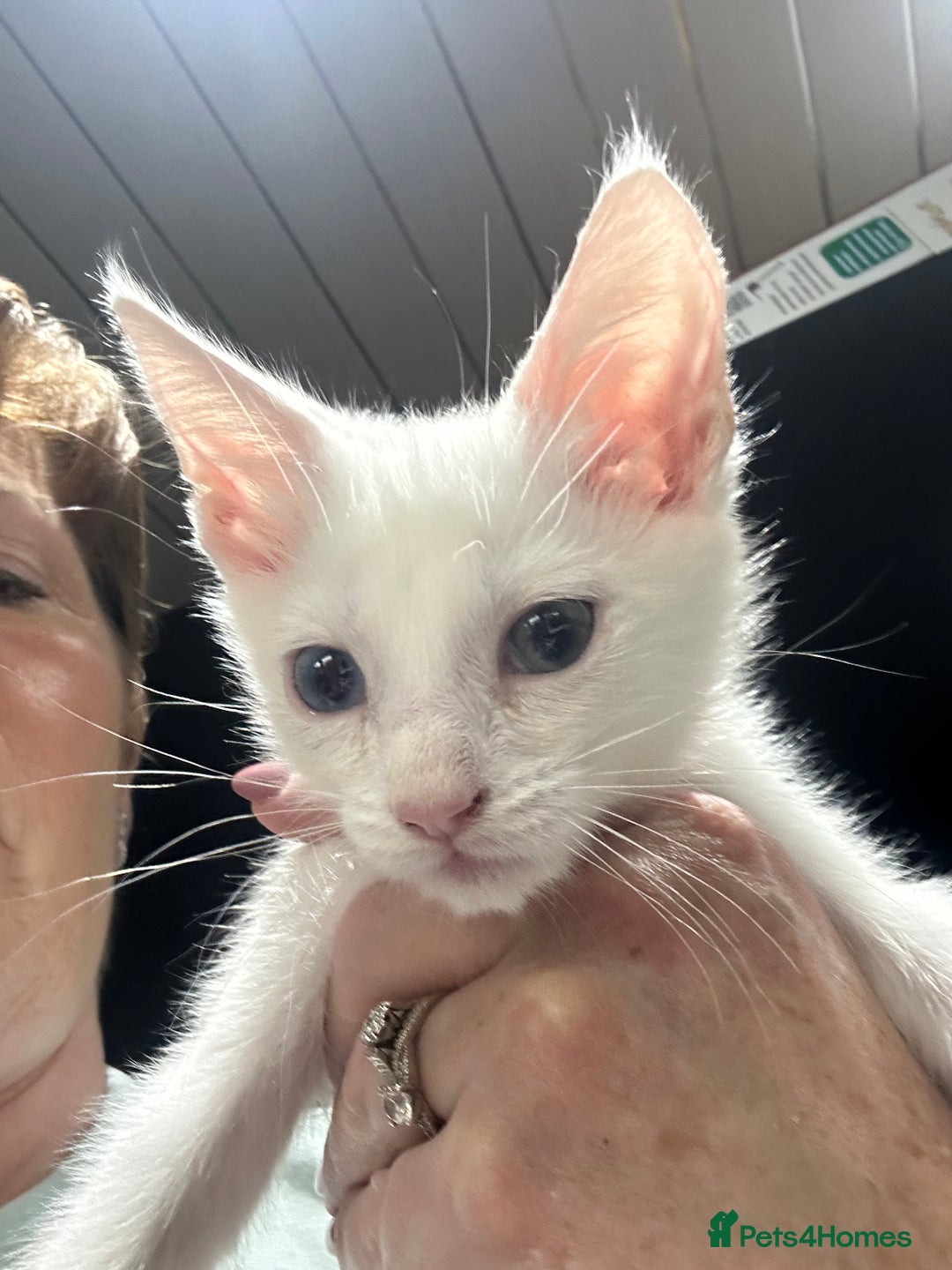 Mixed Breed cats for sale: Mainecoon x kittens  - Image 4