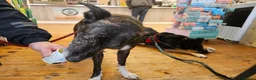 Lurcher dogs for sale: Loki - 5 year old lurcher boy in Holyhead - Advert 13
